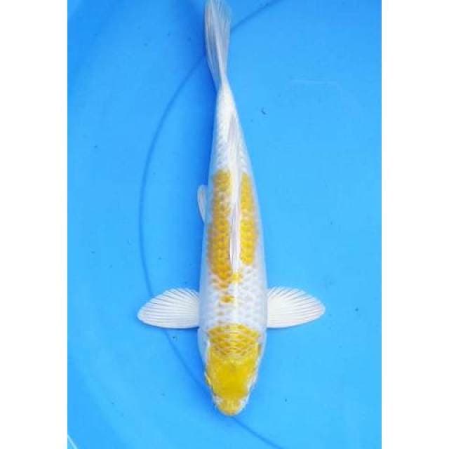 Hariwake 30 cm