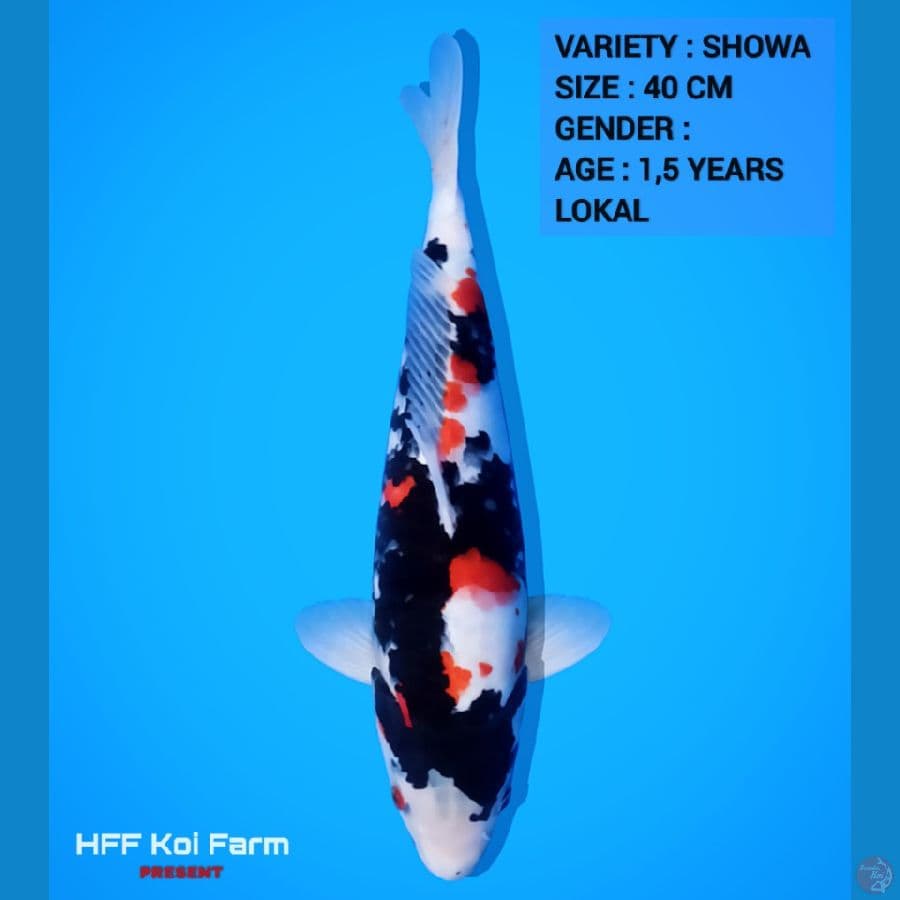 Showa F1 Isa