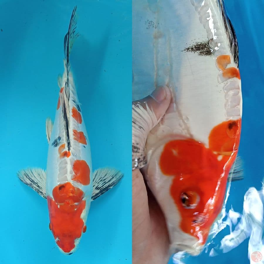 Sanke Doitsu Hikari Berpunuk