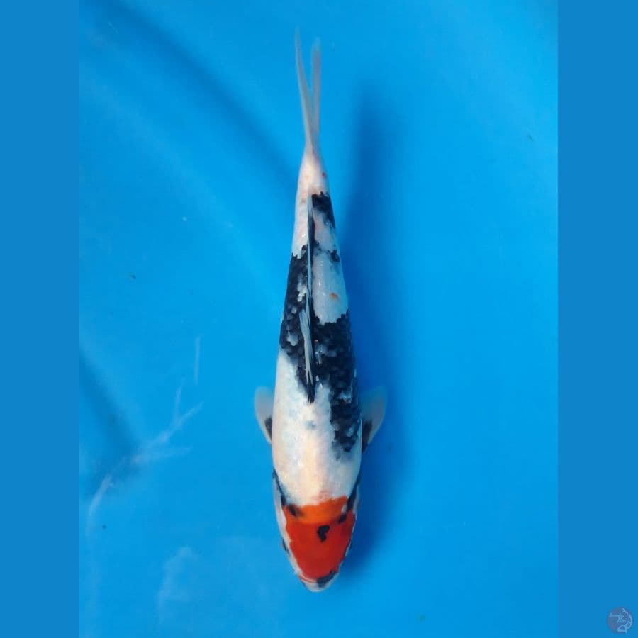 Tancho Showa 26cm