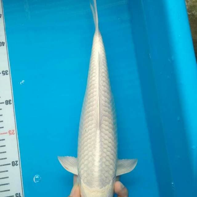 Platinum Putih Brsih Bakat Jumbo