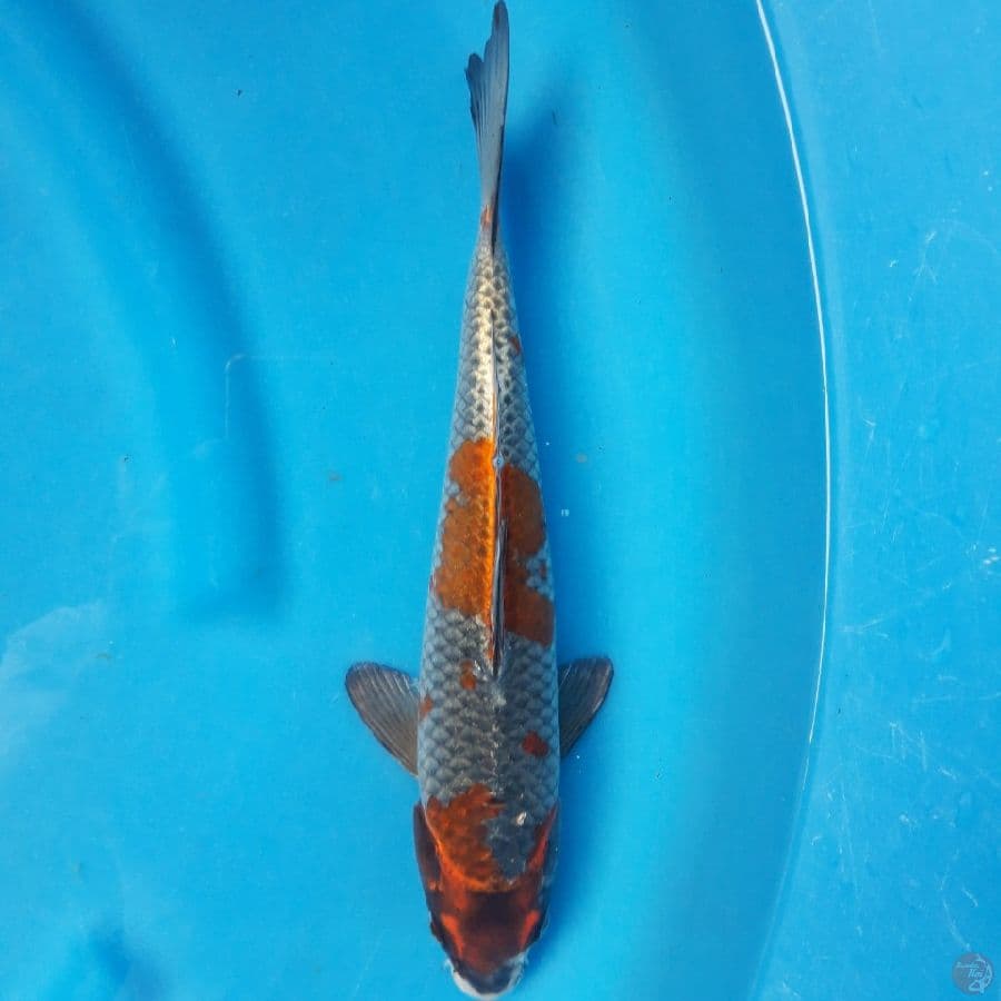 Kogane Ochiba 33cm