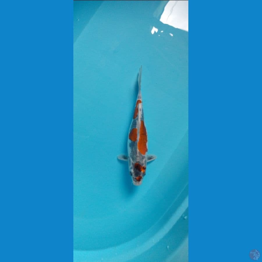 kiko female 29 cm