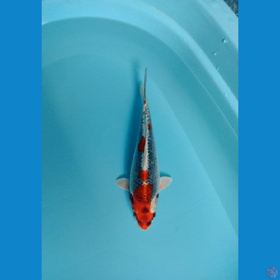 goshiki female berpunuk 30 cm
