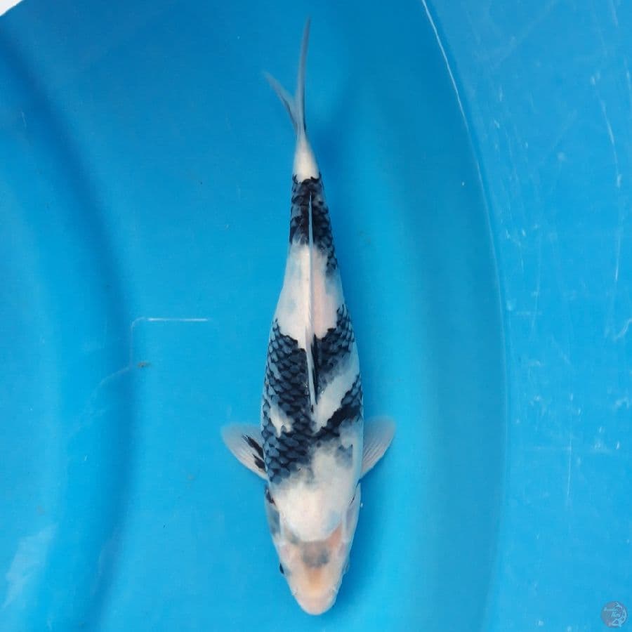 Shiro Female 29cm