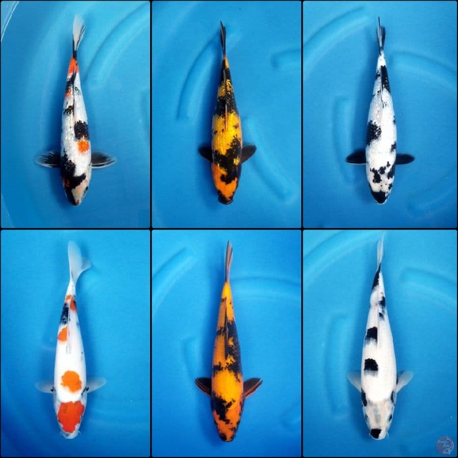 MIX SHOWA UTSURI SHIRO 35 BU