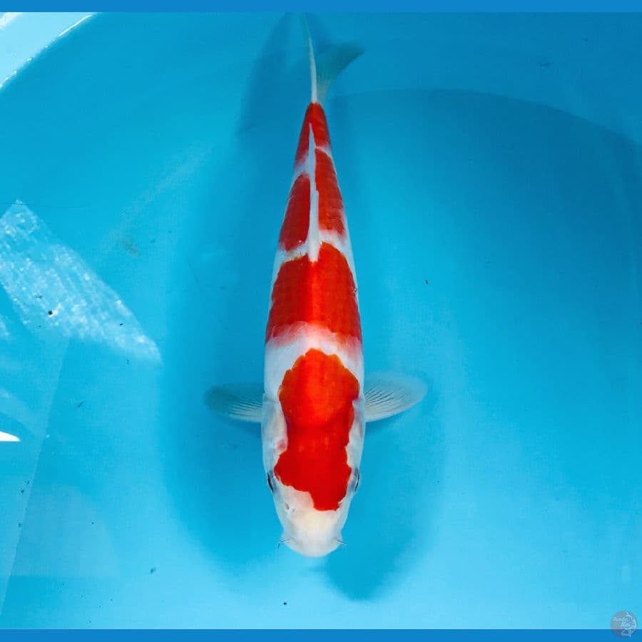 kohaku, 27 cm