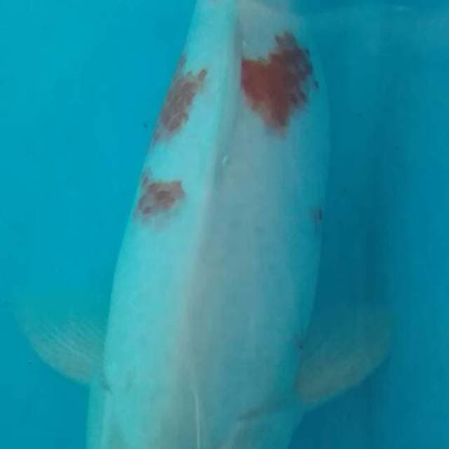 44.Jumbo