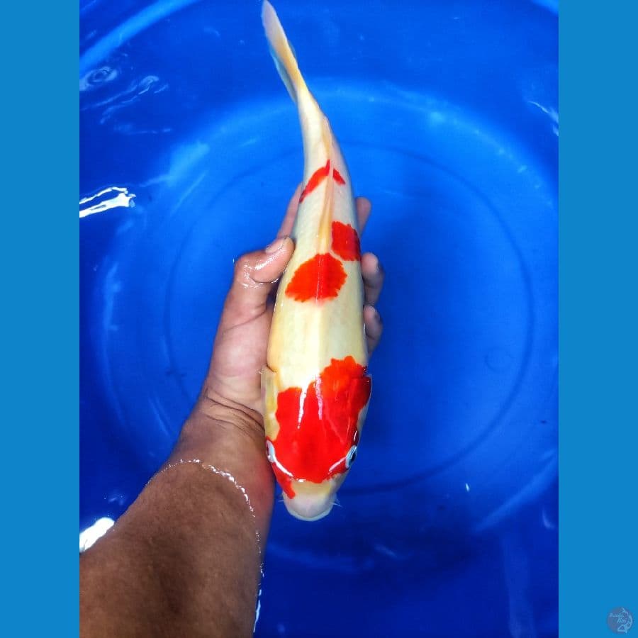 kohaku 34 cm