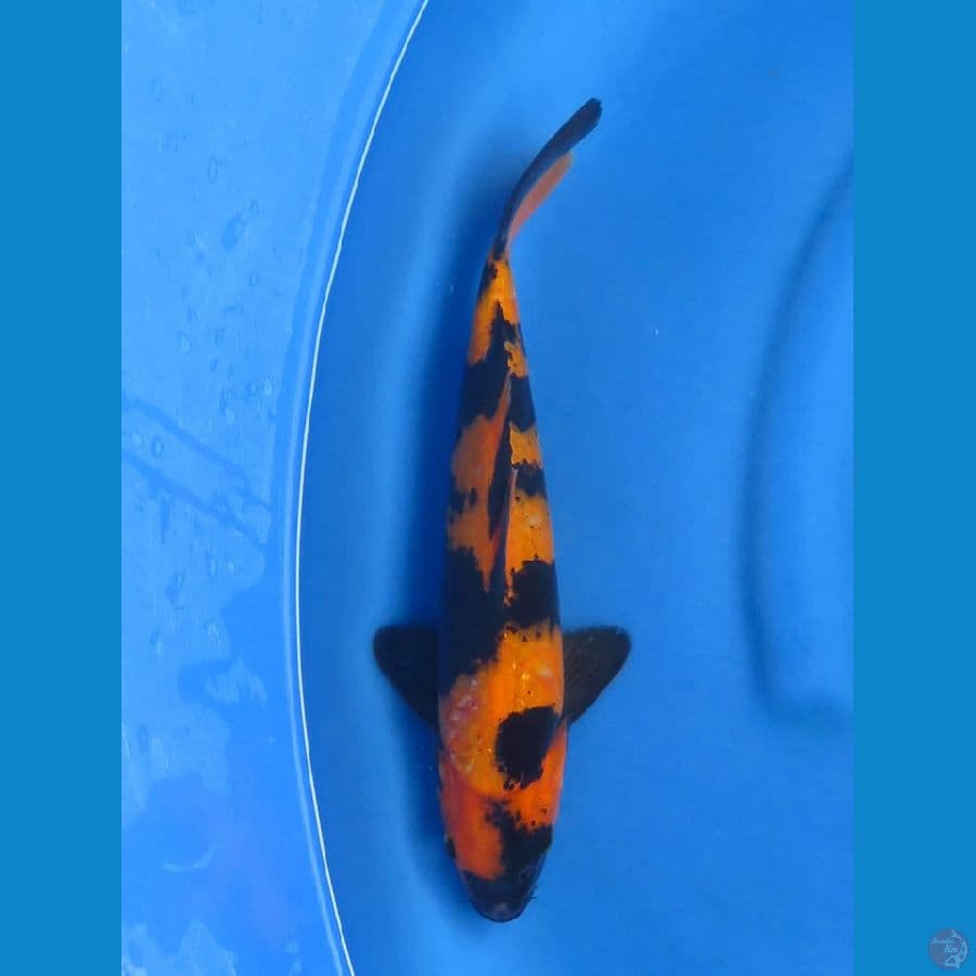 Hi utsuri 35cm Tosai