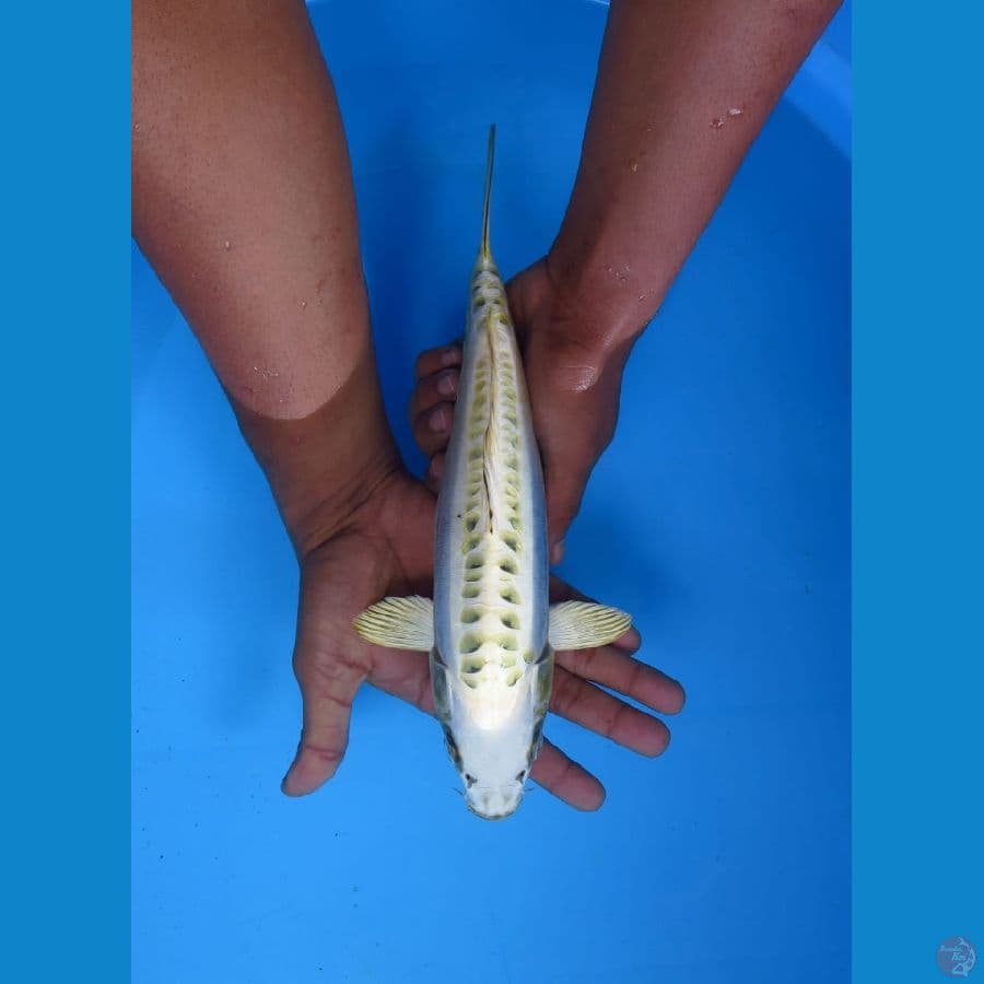 mizhuo ringrapi 29cm Tosai
