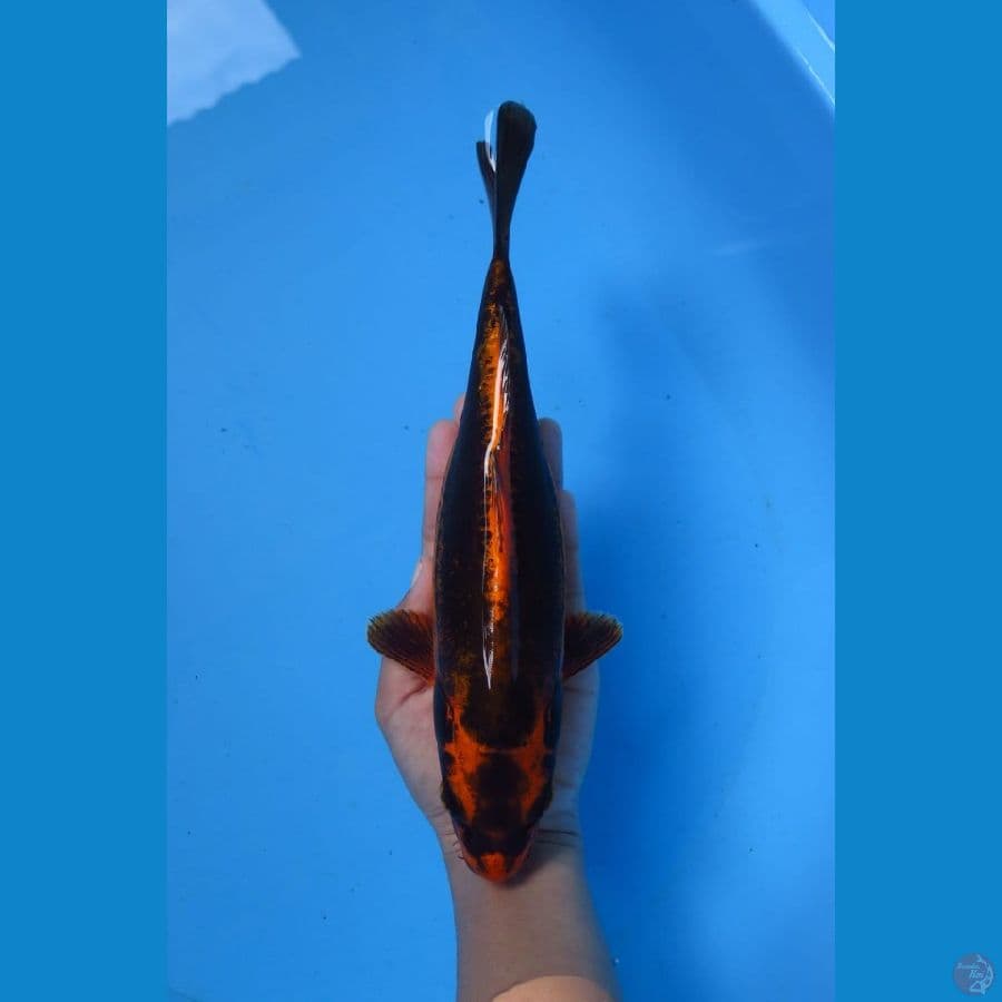 kawarimono 25cm