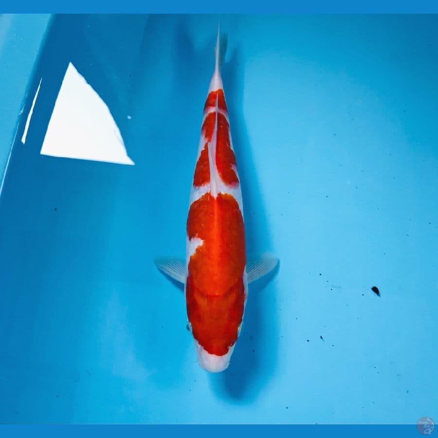 kohaku, 26 cm