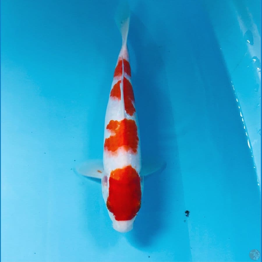 kohaku, 26 cm
