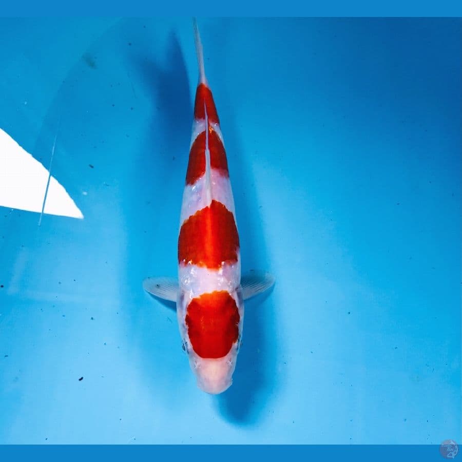 kohaku, 25 cm