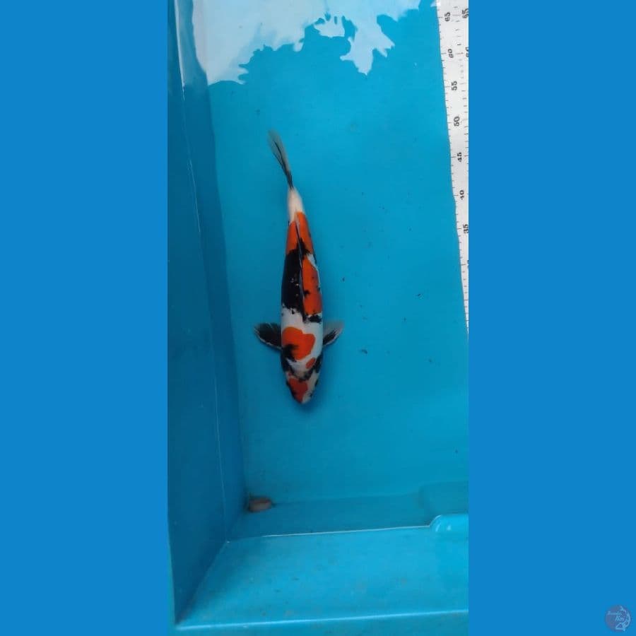 showa doitsu murni punuk
