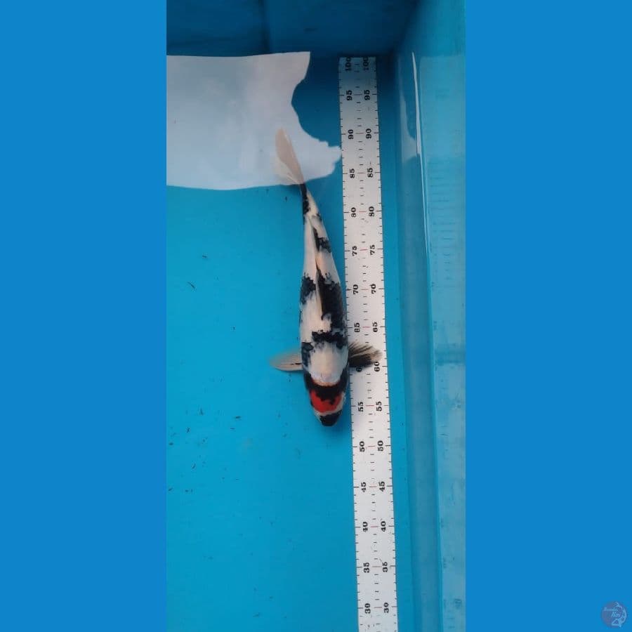 tc showa rapikan dikit punuk onta 35 cm