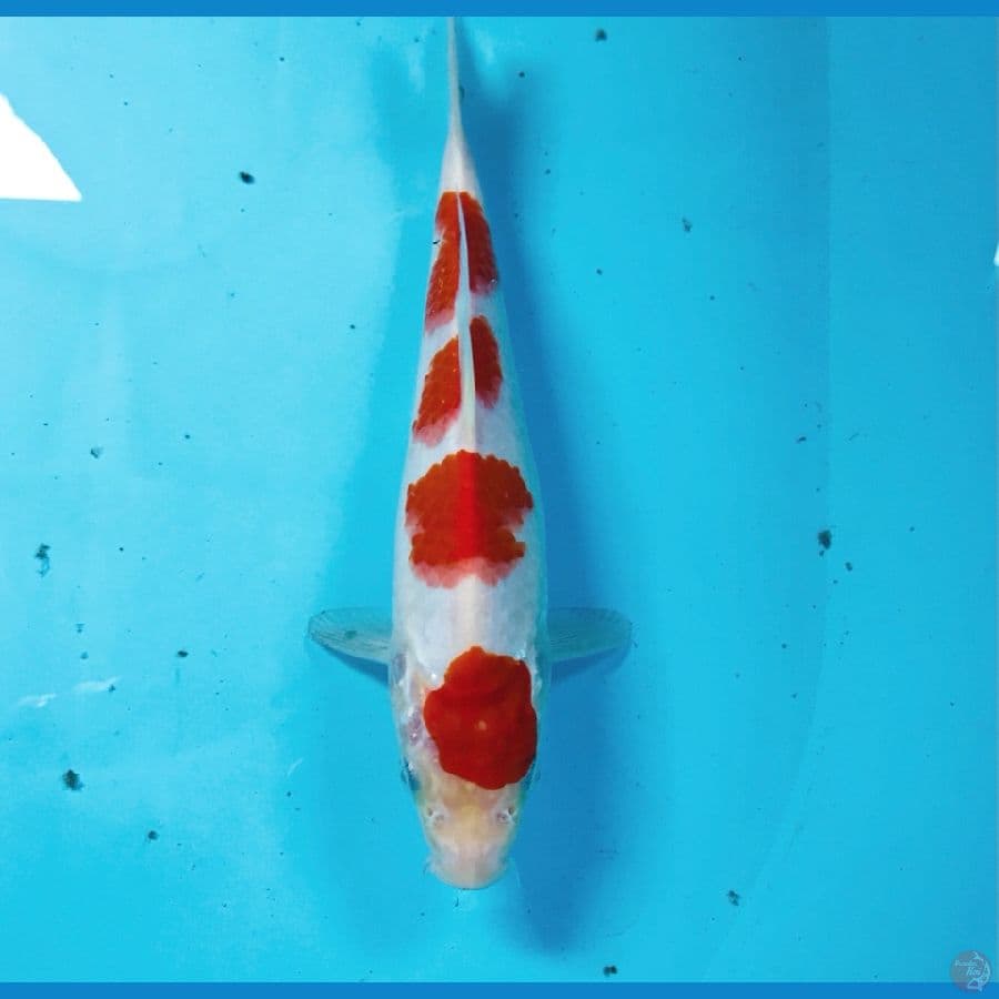kohaku, 20 cm