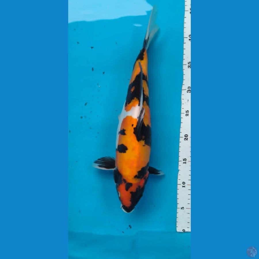 showa doitsu murni 37 cm punuk onta