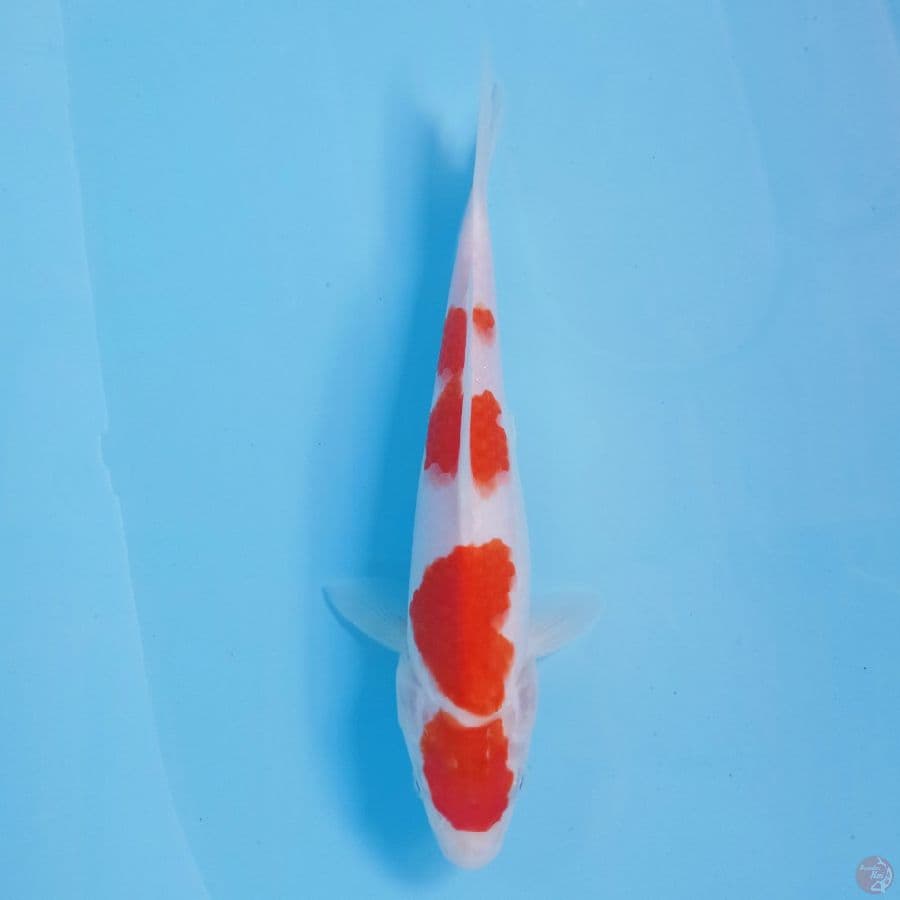 kohaku, 22 cm