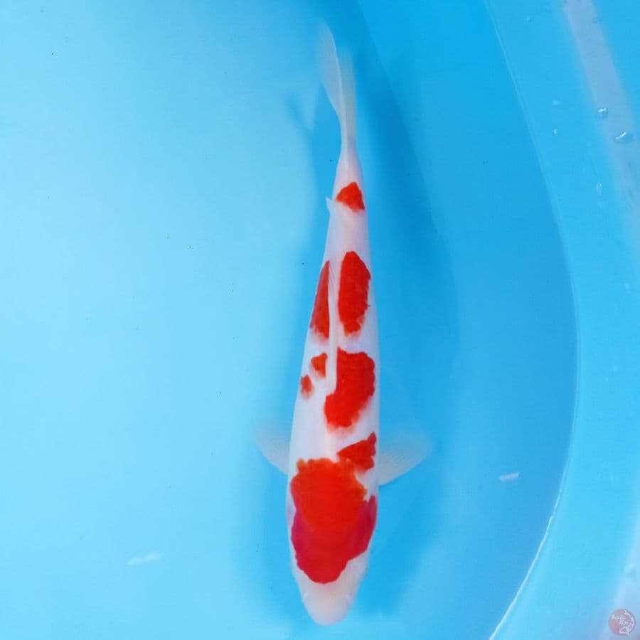 kohaku, 28 cm