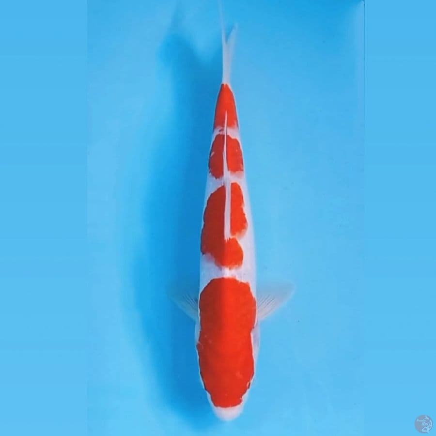 kohaku, 24 cm