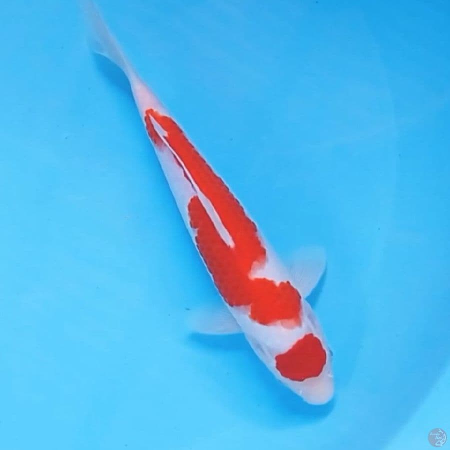 kohaku, 23 cm