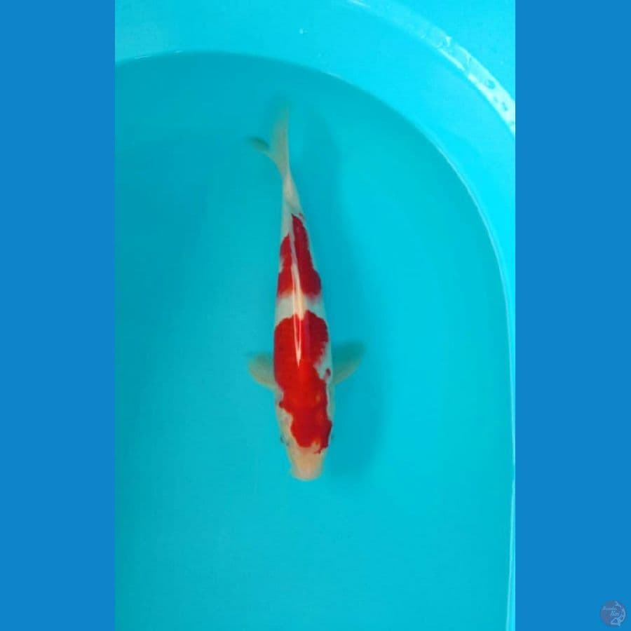 aigoromo super red 29cm