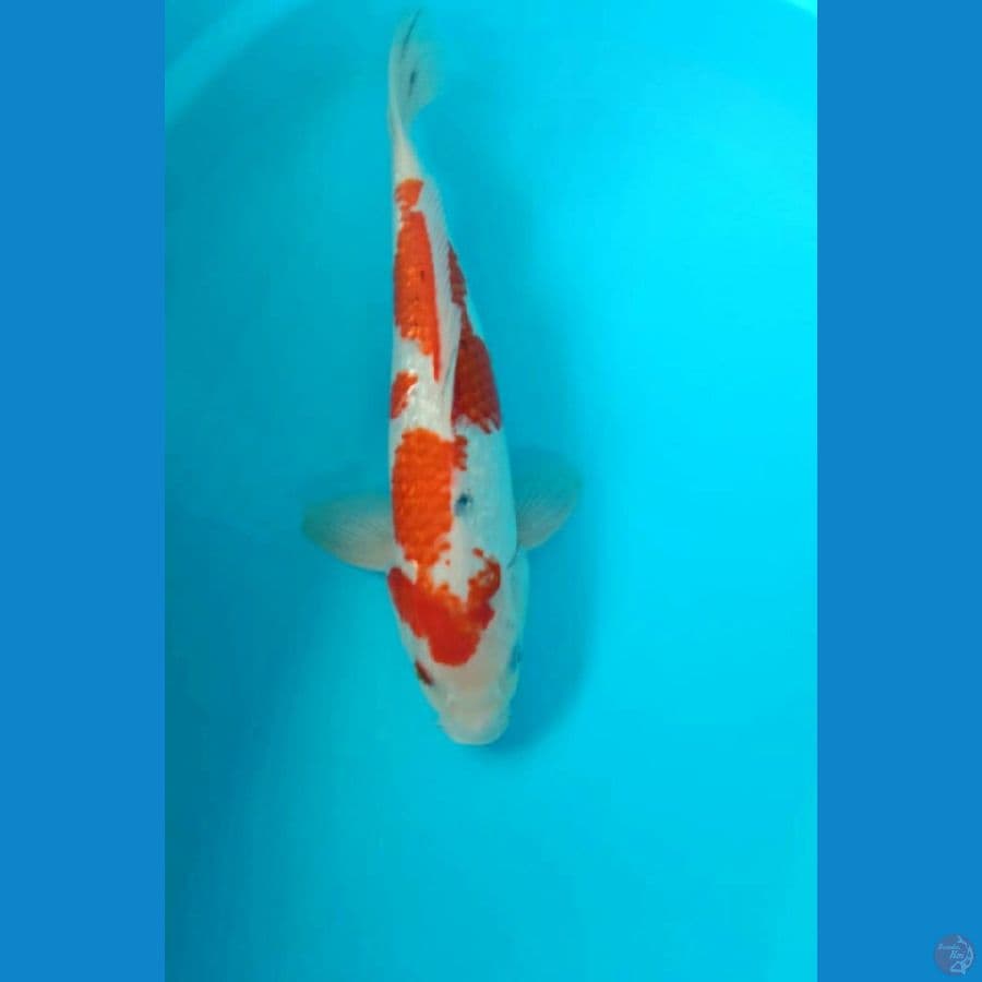 sanke male 41cm