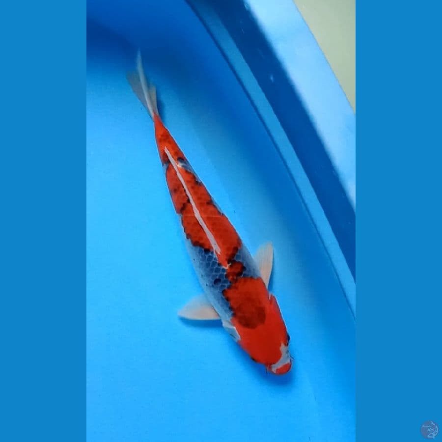 Red Goshiki
