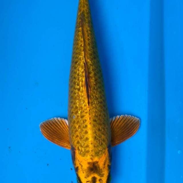 GOLD MuKASHI GINRiN 33 cm