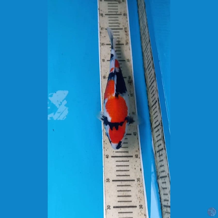 Showa 31cm
