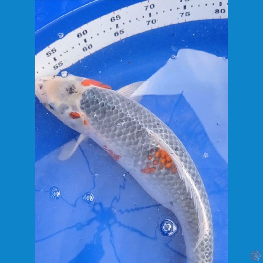 Goshoki 43 cm gendong telor