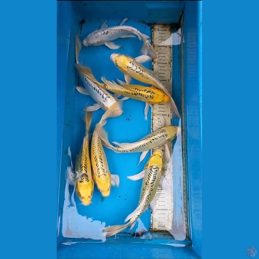 Kumpai 8 ekor 24-27cm
