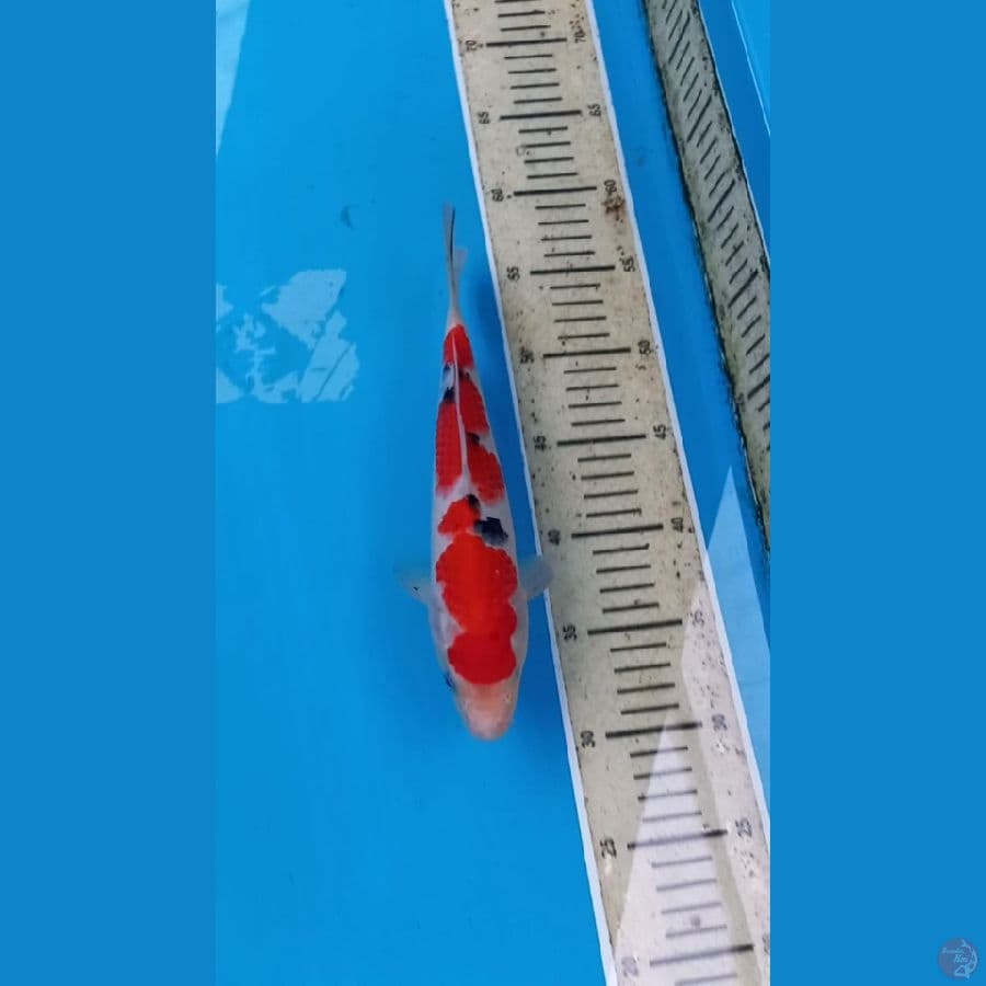 Sanke 25cm Male