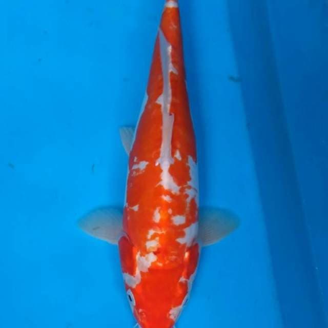Kikushui