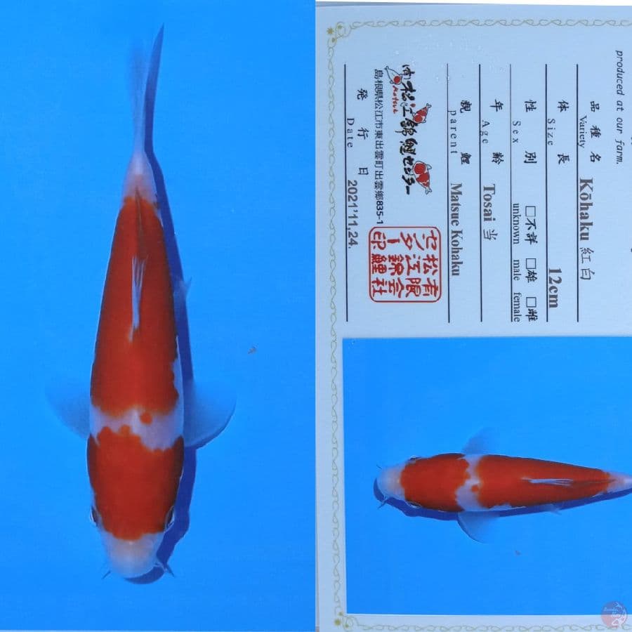 kohaku matsue
