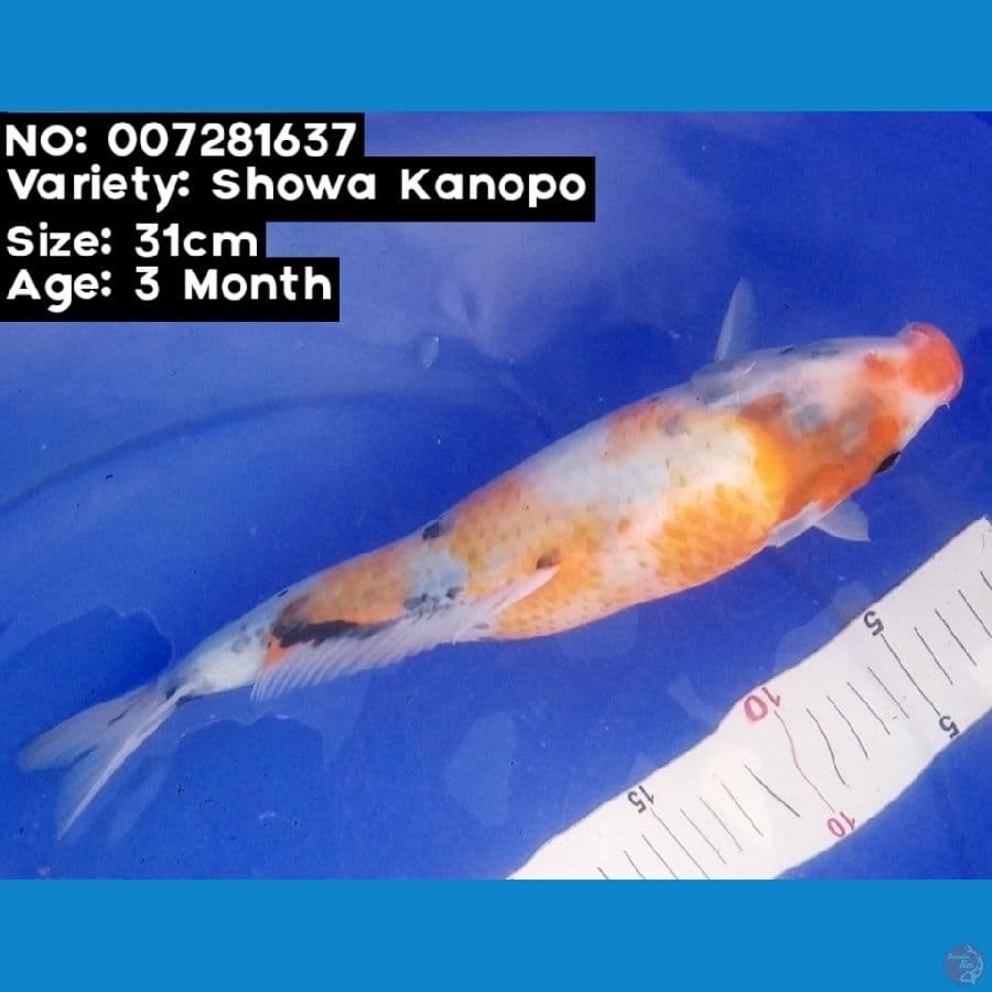 007281637 Showa Kanopo