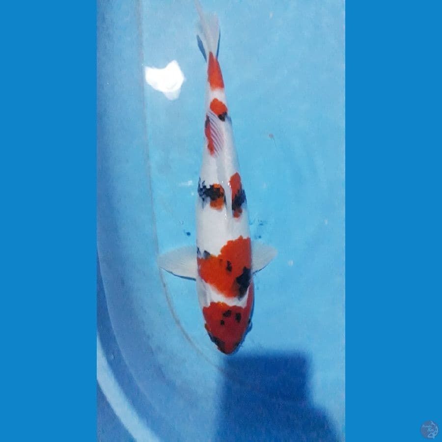 showa kualitas 35cm