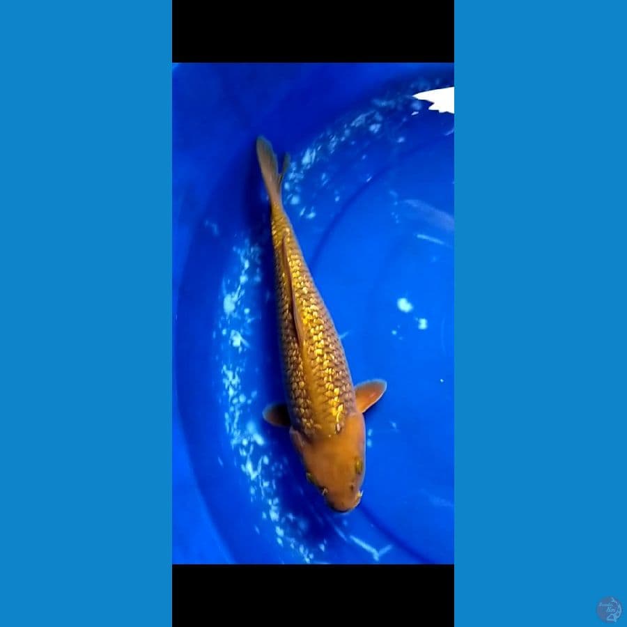 caghoi tembaga ginrin punuk