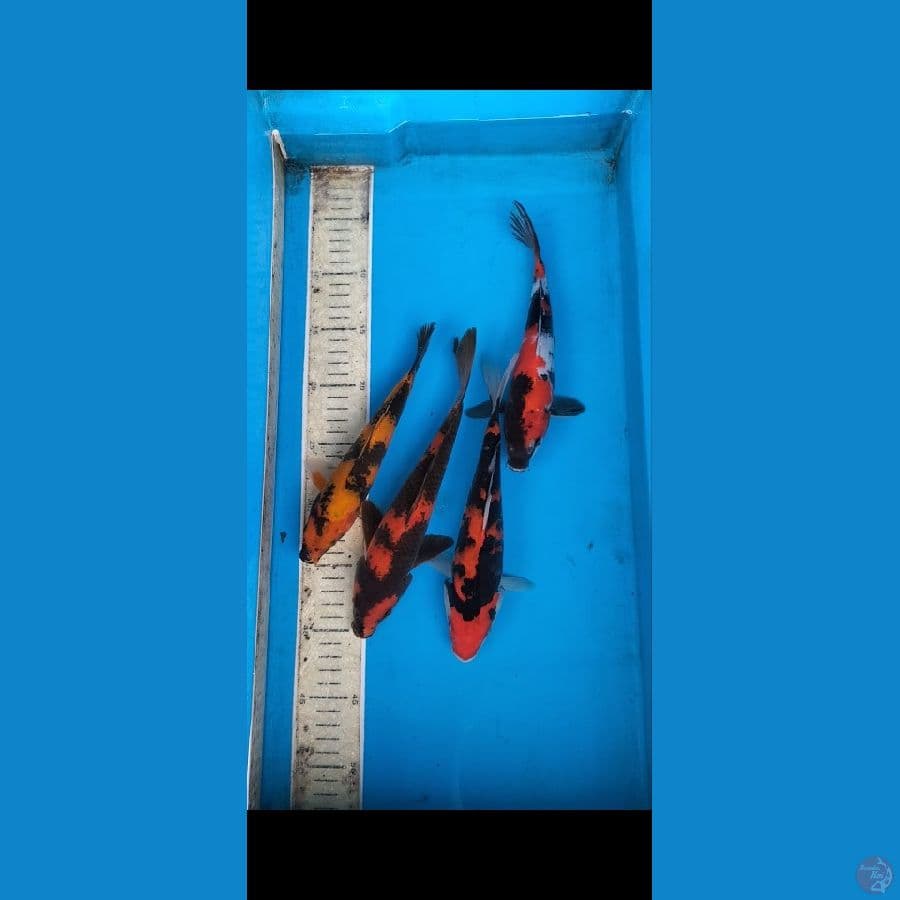 mix showa,utsuri 22-25cm