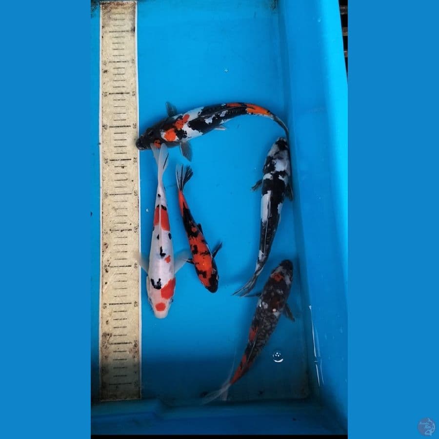 Doitsu aragoke 18-24cm