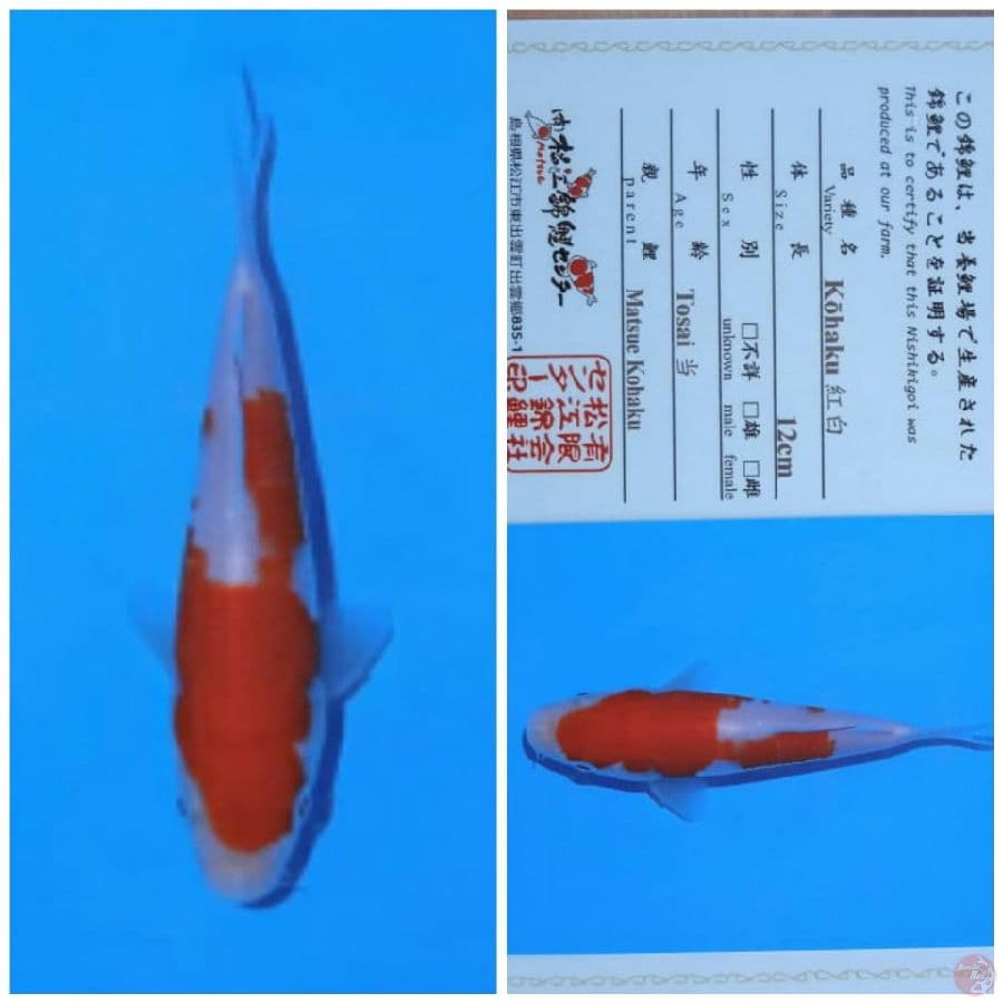 kohaku matsue
