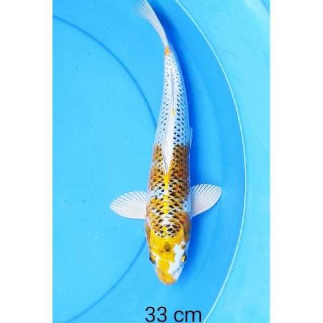 Kujaku 33 cm