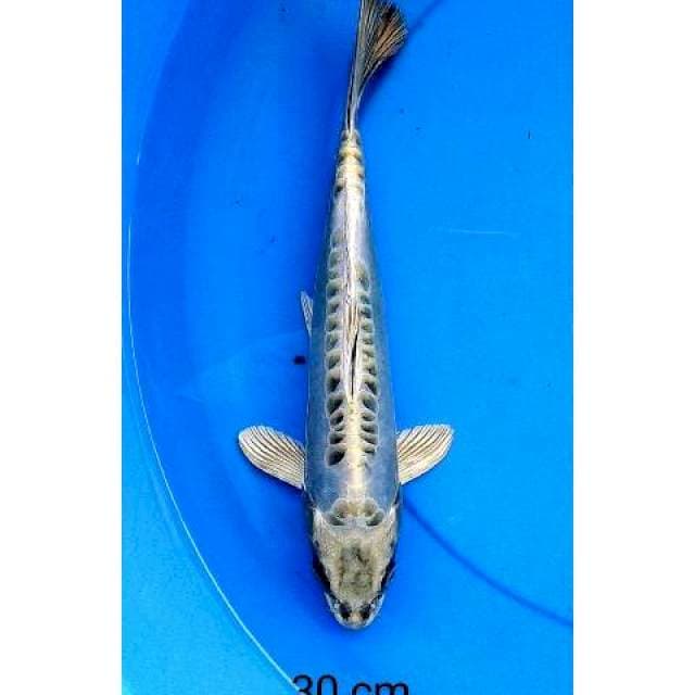Kawarimono 30 cm