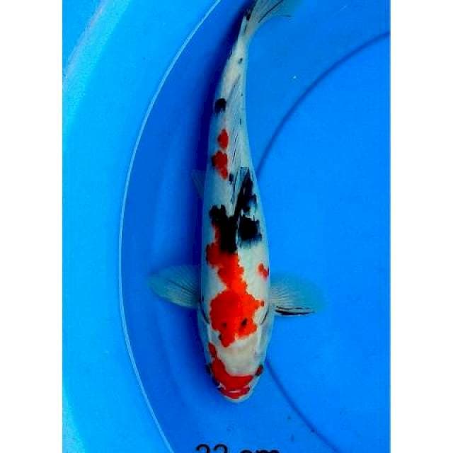 Sanke 33 cm