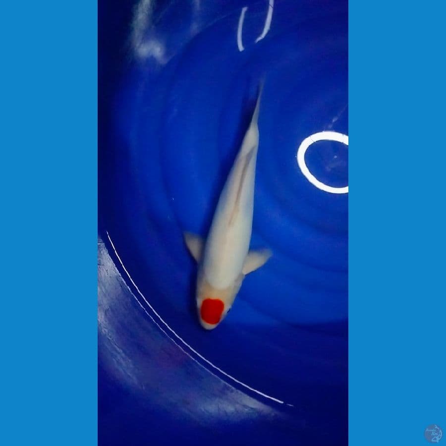 Tancho Kohaku Original Male