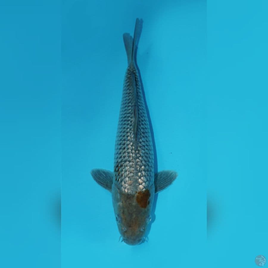 SORAGOI GINRIN, 32 CM