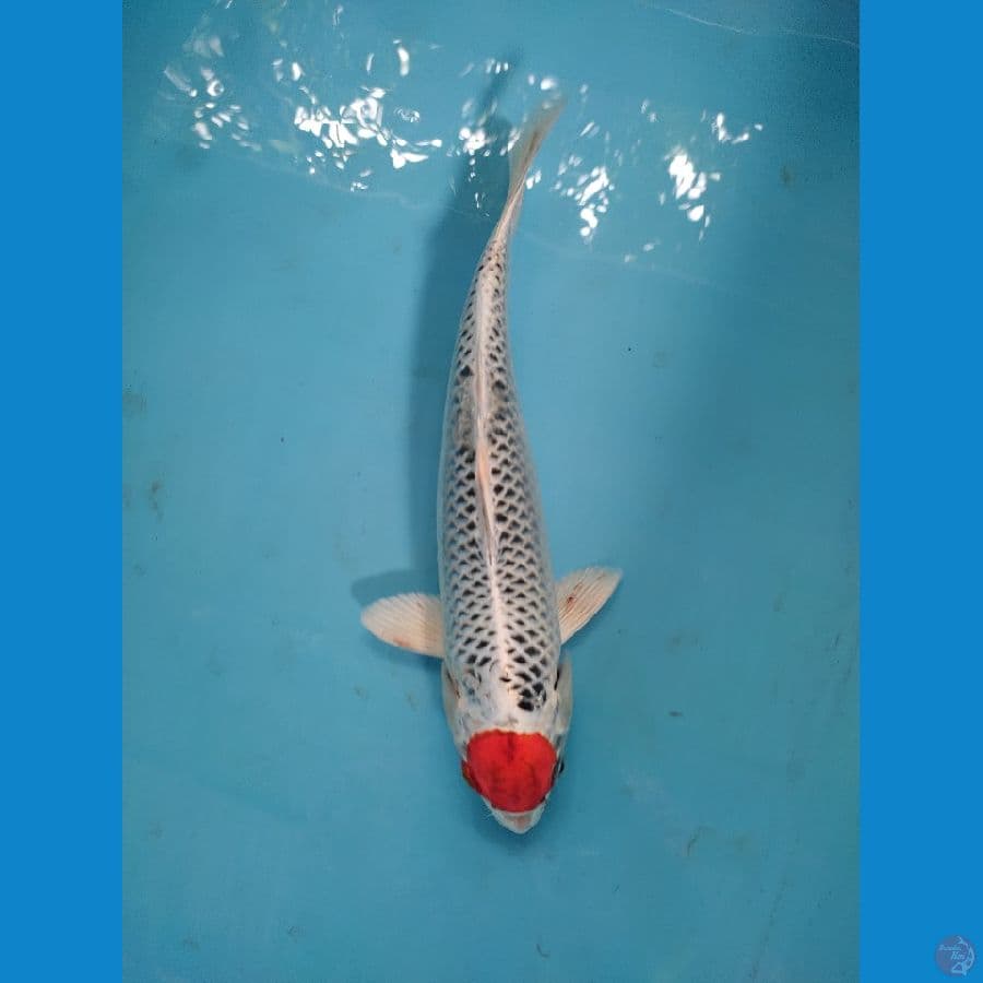 tanco kujaku 33 cm male