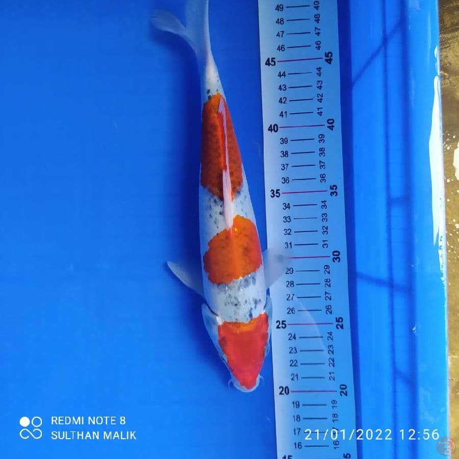 goshiki 3 step 30 cm stroong